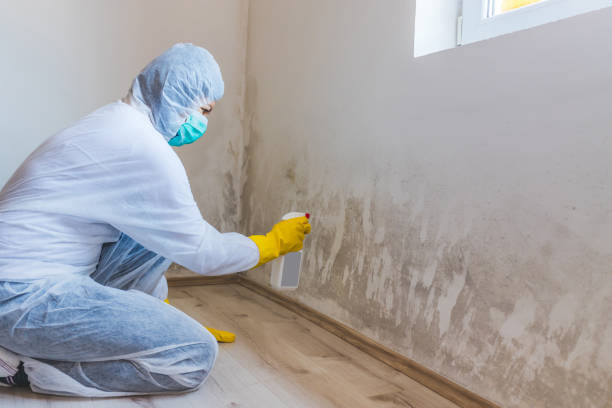 Licensed Mold Remediation service in Abingdon, IL - WQB Mold Removal